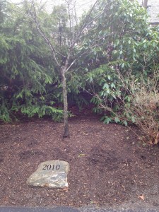 The 2010 class tree resides in the middle of the academic quad, just outside Founders Hall.
