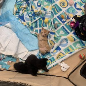 Image of two kittens, one brown and one black, lying down on top of colorful blankets surrounded by toys.