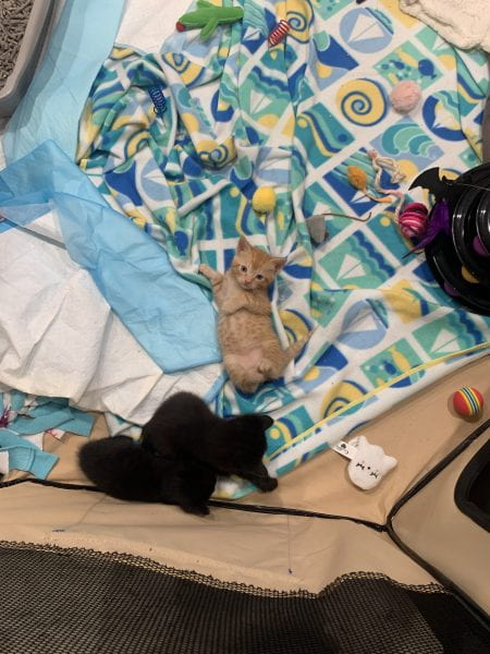 Image of two kittens, one brown and one black, lying down on top of colorful blankets surrounded by toys.