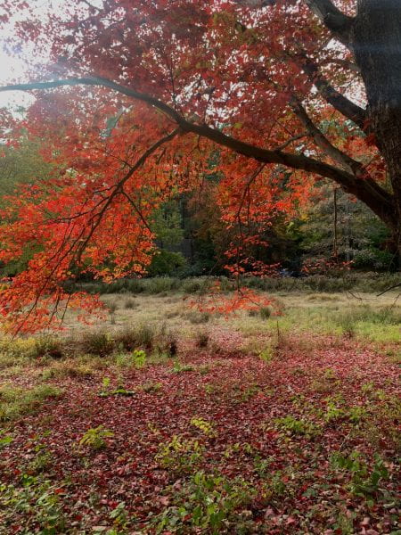 A maple tree with vibrant red and orange leaves in a field.
