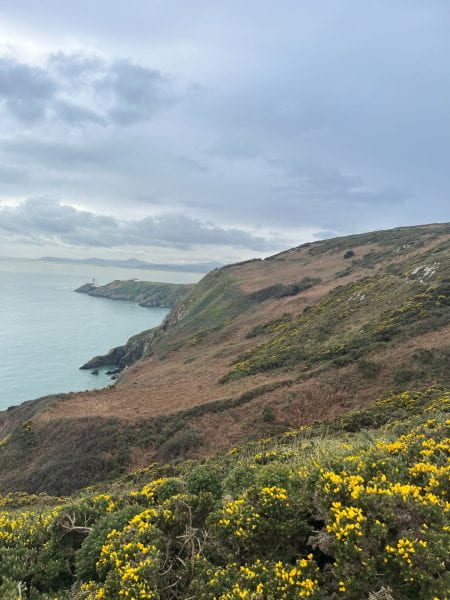 Image of grassy cliffs with yellow flowers looking down on the sea.