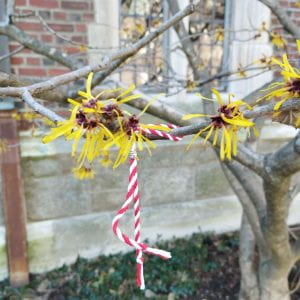 A red and white string bracelet hanging from a tree limb with yellow blooms.