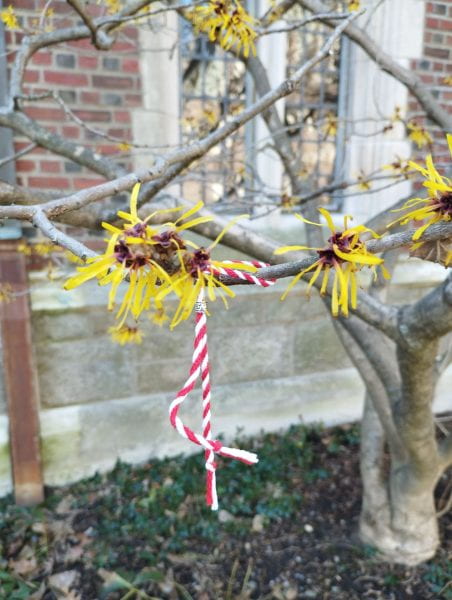 A red and white string bracelet hanging from a tree limb with yellow blooms.