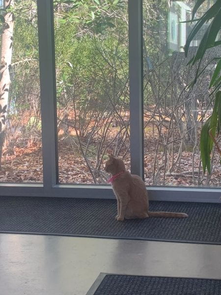 Image of a cat sitting in front of windows. 