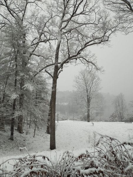 Image of snow-covered trees and ground.
