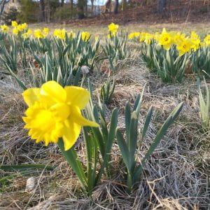 Yellow daffodils peeking up out of the ground.