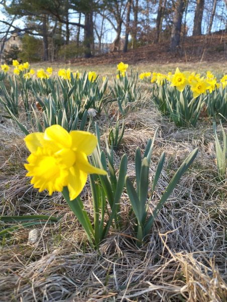 Yellow daffodils peeking up out of the ground. 
