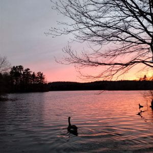 Image of a swan on Lake Waban while a beautiful sunset lingers behind it.