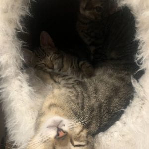Three tabby cats inside a cat nest.
