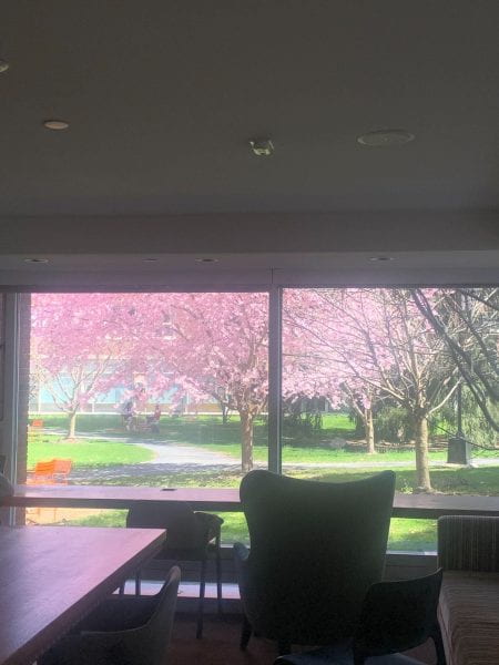 Image of blooming trees seen through a window.
