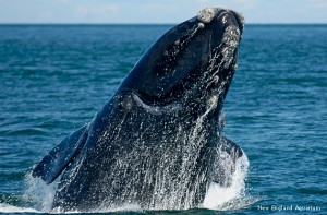 right-whale-new-england-aquarium-570x375
