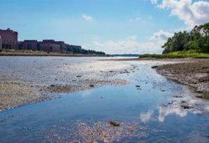 Oyster beds stretch out into the water at Savin Hill Cove. The UMass Boston campus sits on the horizon. Photo: Rob Crowe